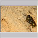 Mellinus arvensis - Kotwespe w48f beim Nesteintrag - Sandgrube Niedringhaussee.jpg